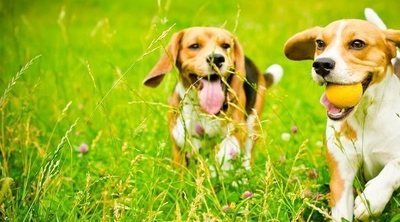 Qué debes tener en cuenta antes de adoptar un perro